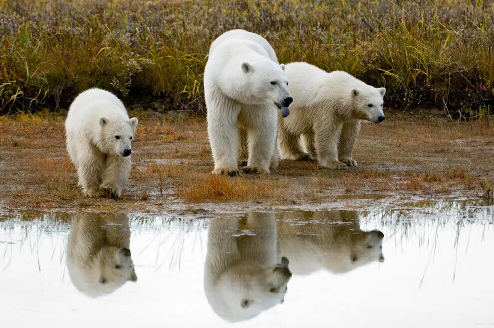 Где проживают медведи. Ареал обитания белых медведей. Образ жизни белого медведя. Белый медведь обитает. Белые медведи водятся в России?.