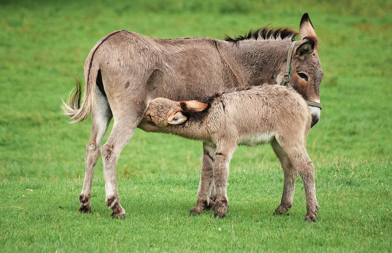 Осел ослица Осленок. Equus asinus. Самка осла. Ослик животное. Спаривание 3