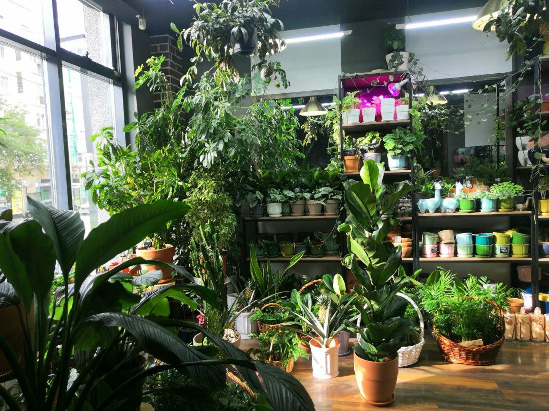 Цветочная база комнатные растения. Магазин домашних цветов новосибирск. Хлорофитум и традесканция. Комнатные растения новосибирск. Сциндапсус.