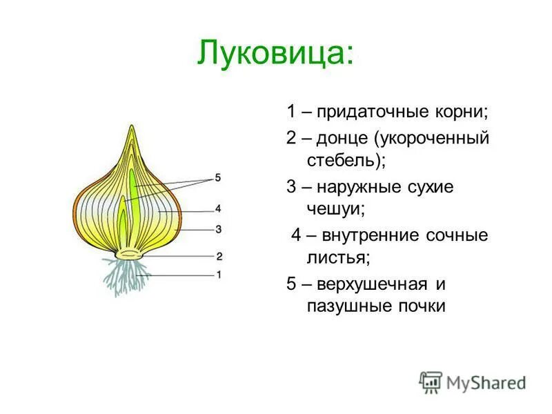 Придаточные корни на листе. Луковица подземный побег строение. Видоизменение побегов луковица строение.