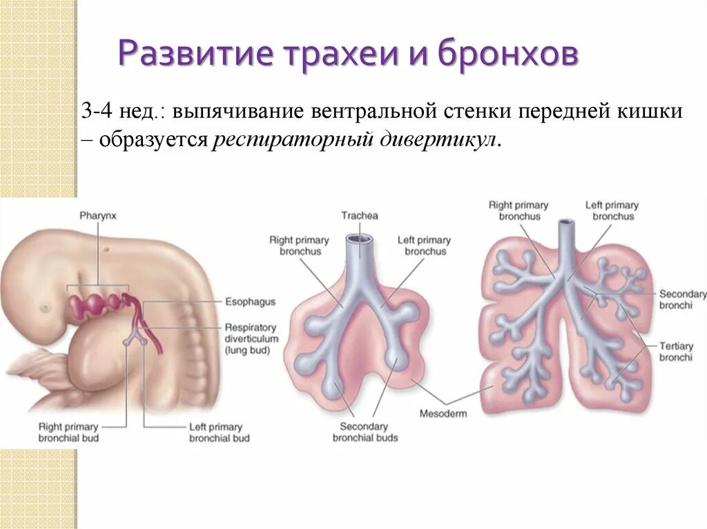 Стадии развития легких. Эмбриогенез дыхательной системы человека. Эмбриогенез дыхательной системы схема. Формирование легких у плода. Стадии эмбрионального развития легких.