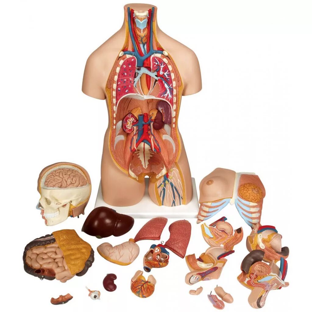 Модель органов человека. Модель "торс человека" (разборная). Модель торс человека с внутренними органами. Анатомическая модель человека. Муляжи внутренних органов.