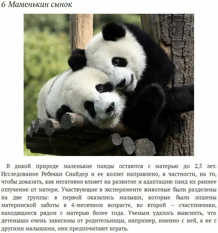 Факты о пандах для детей. Интересные факты о пандах. Факты о большой панде. Рассказ о панде. Факты о большой панде.