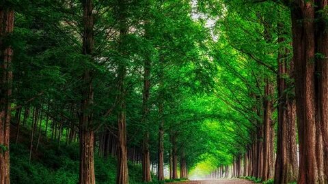 I like green trees