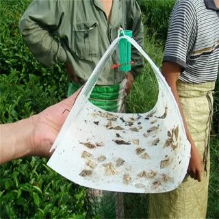 Методы сбора насекомых