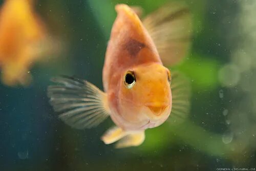 puffer