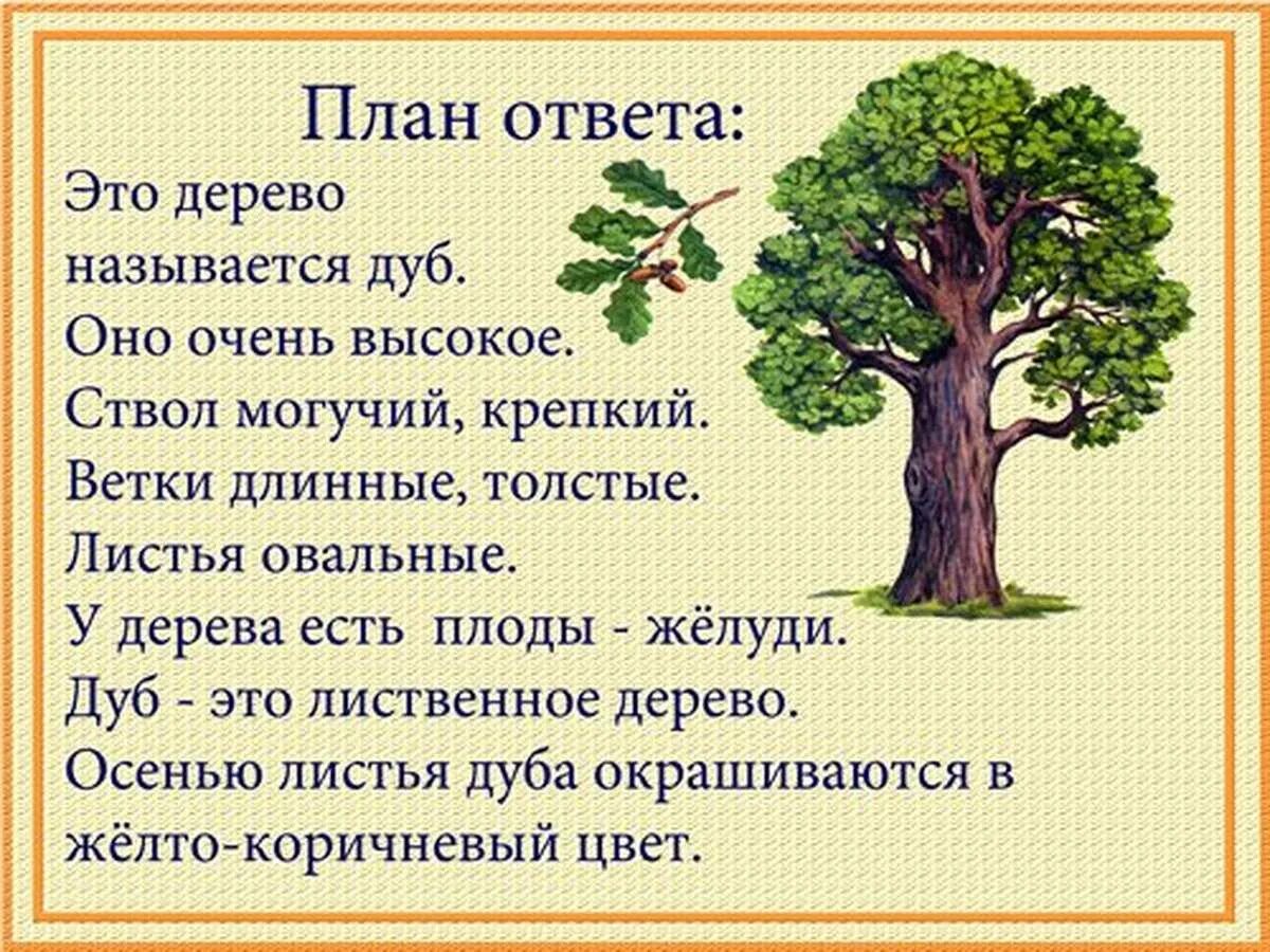 Составить рассказ по окружающему миру 2 класс. Дуб рассказ для детей. Дуб описание для детей. Рассказ о дереве. Рассказ про дерево для детей.