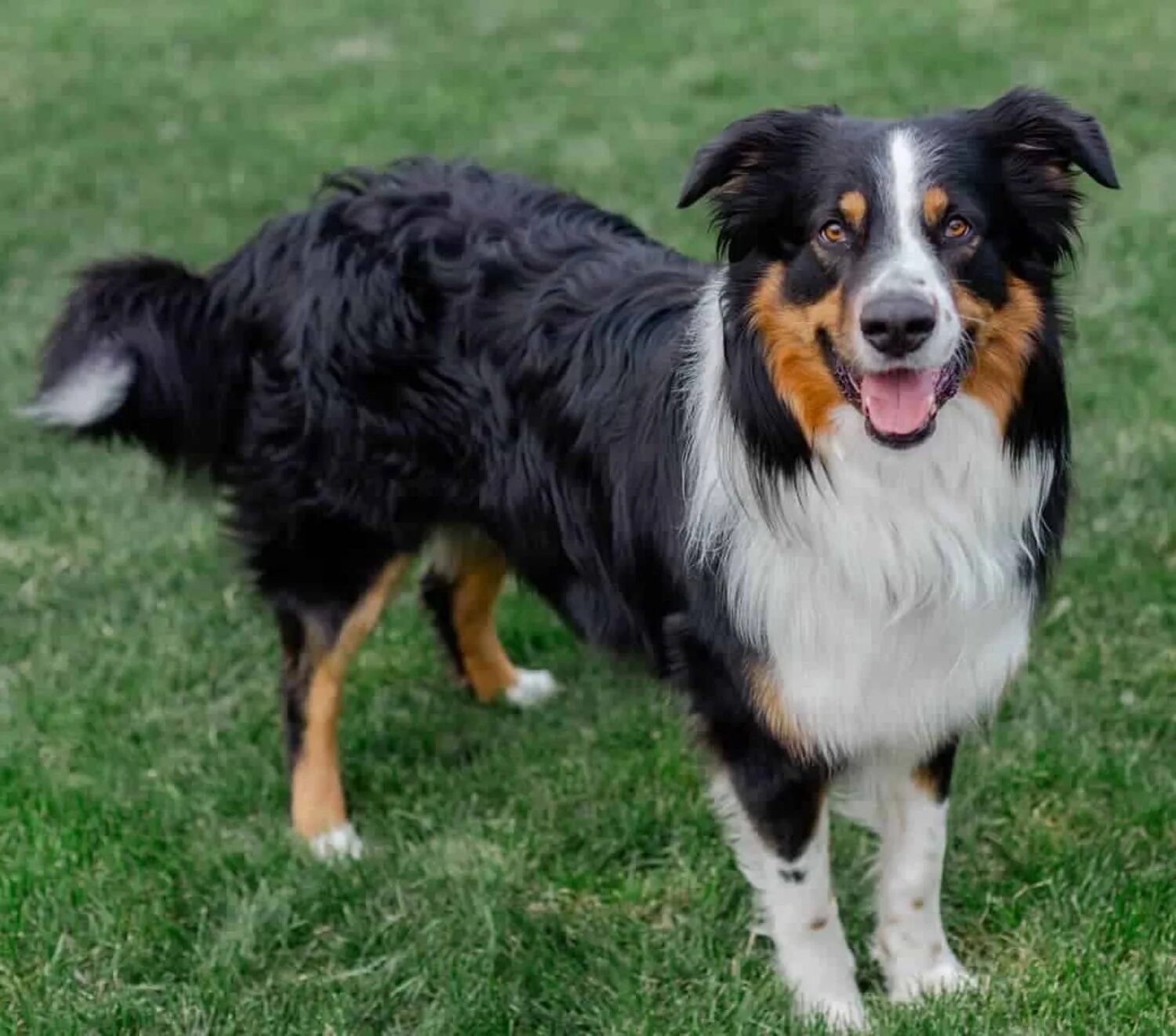Файл:English Shepherd Dogs (cropped).jpg - Википедия