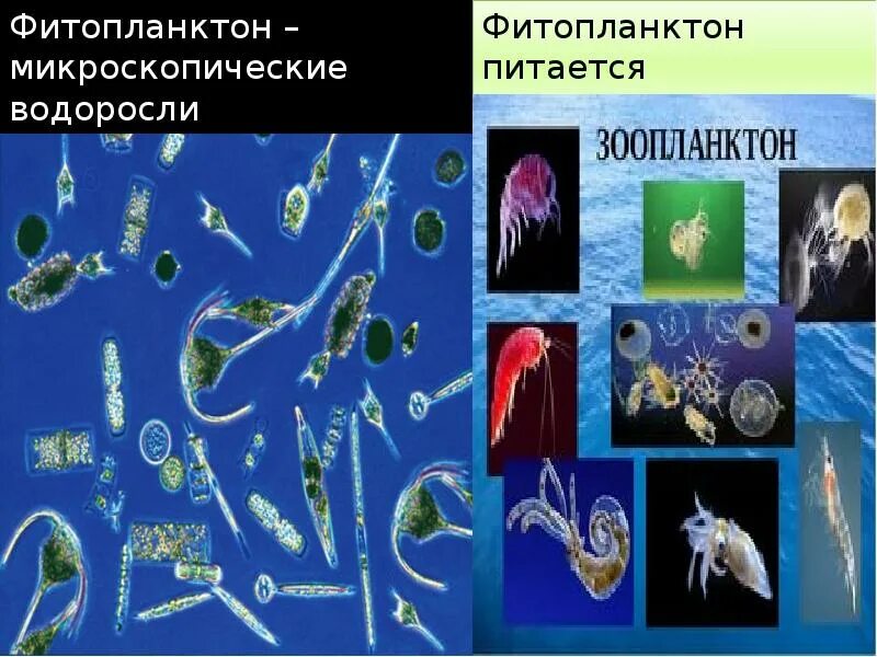 Какое количество планктона в кг. Фитопланктон водоросли. Планктон фитопланктон и зоопланктон. Представители фитопланктона. Планктон зеленые водоросли.