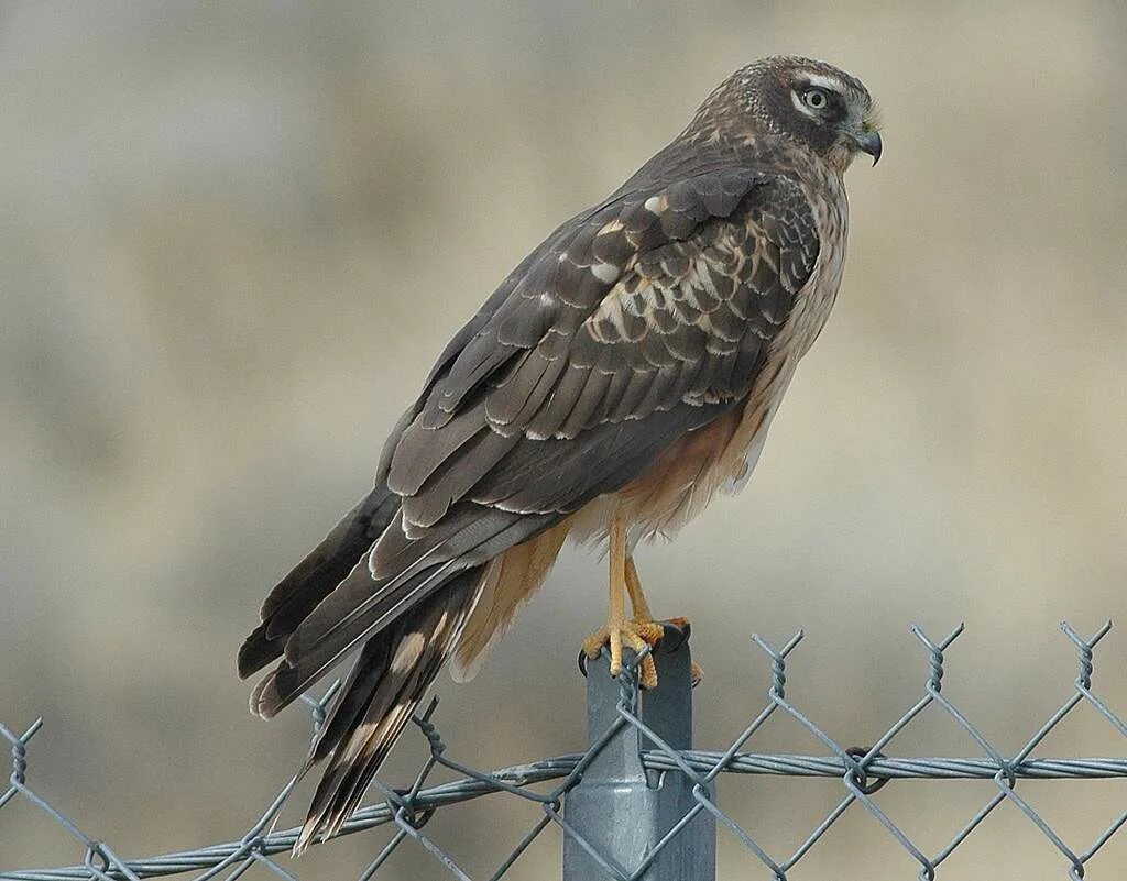 Птицы 6 уровень. Северный Лунь. Northern Harrier.