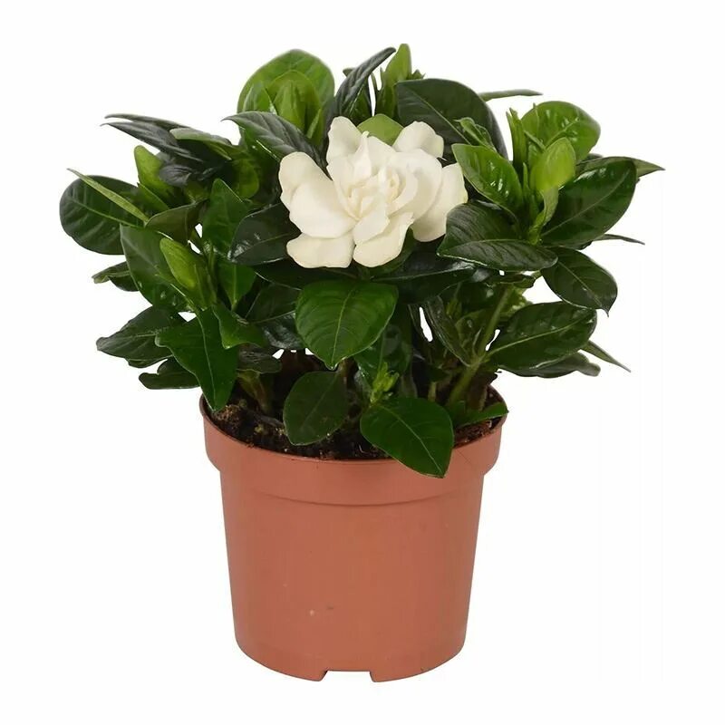 Гардения магазин. Гардения жасминовидная (gardenia jasminoides). Гардения цветок комнатный. Гардения 1на штука. Гардения жасминовидная 13 30.