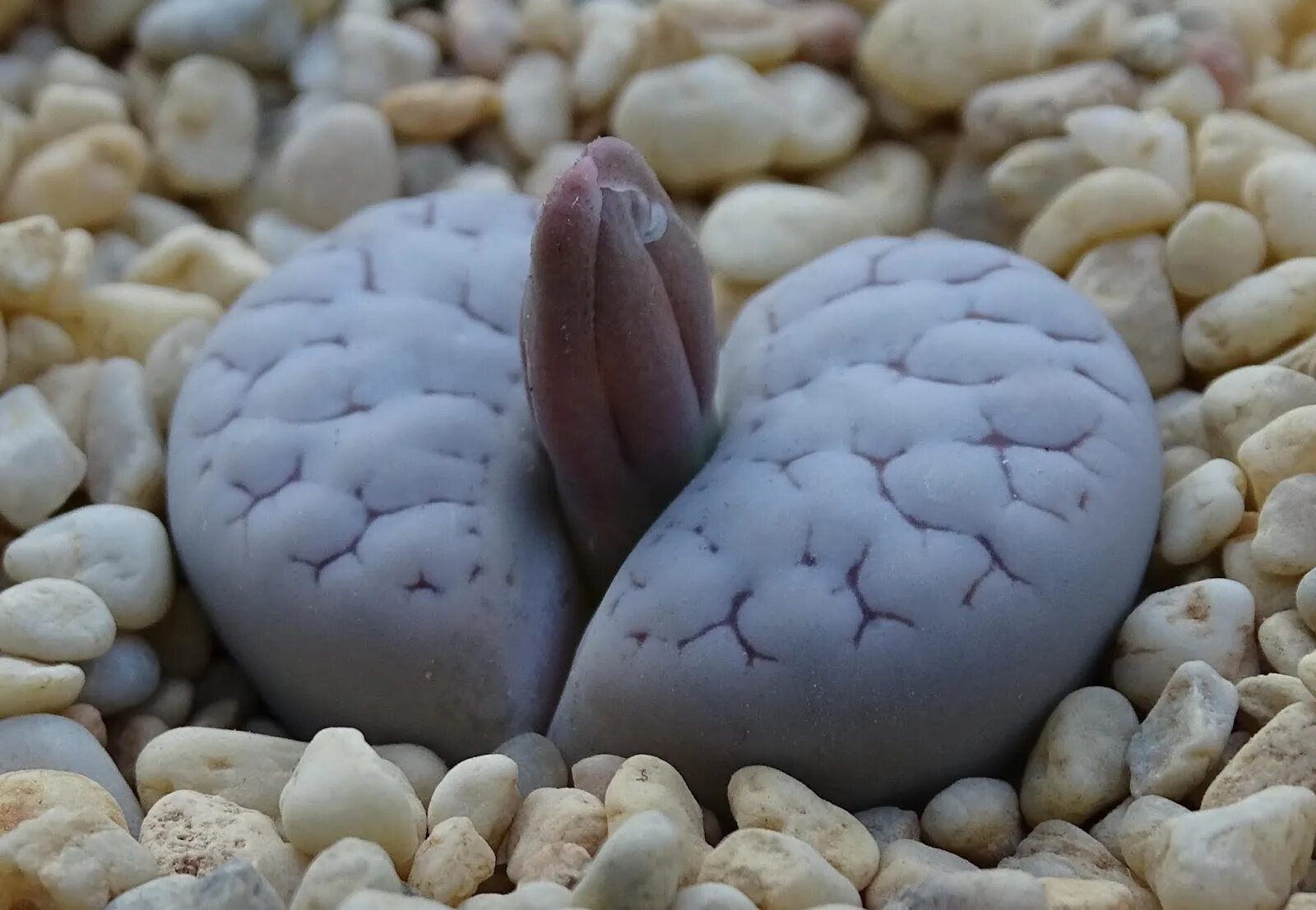 Литопс gracilidelineata. Lithops gracilidelineata c 367. Литопс верукулоза. Lithops gracilidelineata c 262.