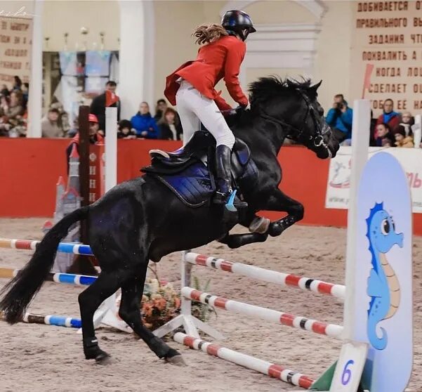 КСК Измайлово Гайдамак. КСК Измайлово пони. Конноспортивный центр Измайлово. Пони спорт КСК Измайлово.