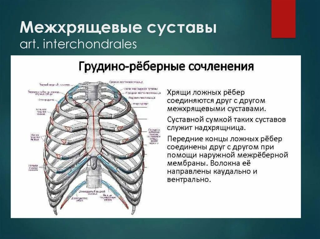 Ребро тип соединения. Межхрящевые суставы ребер. Суставы грудной клетки. Суставы ребер и грудины. Соединение костей грудной клетки.