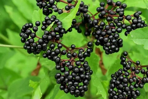Elder plant