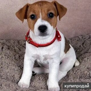 Собака джек рассел девочка