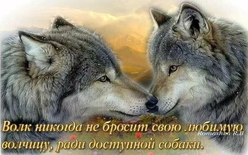 Есть добрые волки. Волк и волчица. Волчья верность. Волки преданность. Волк верен своей волчице.