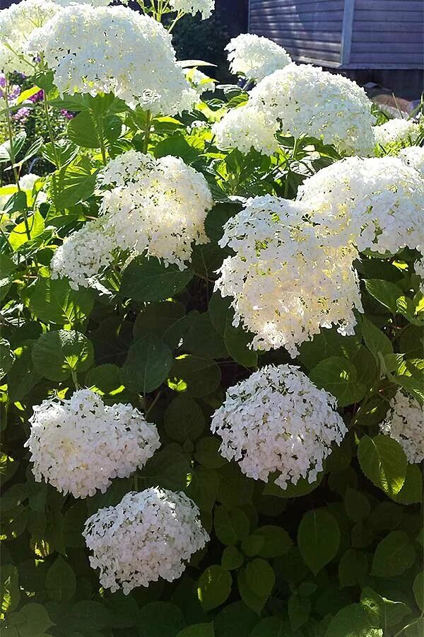 Полить гортензию для цвета