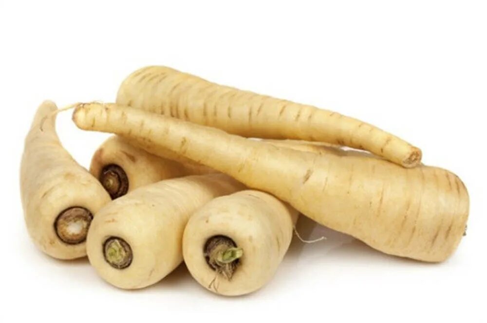 White root. Женьшень настоящий (panax ginseng). Белый корень пастернак петрушка. A meyer. Пастернак посевной корень.