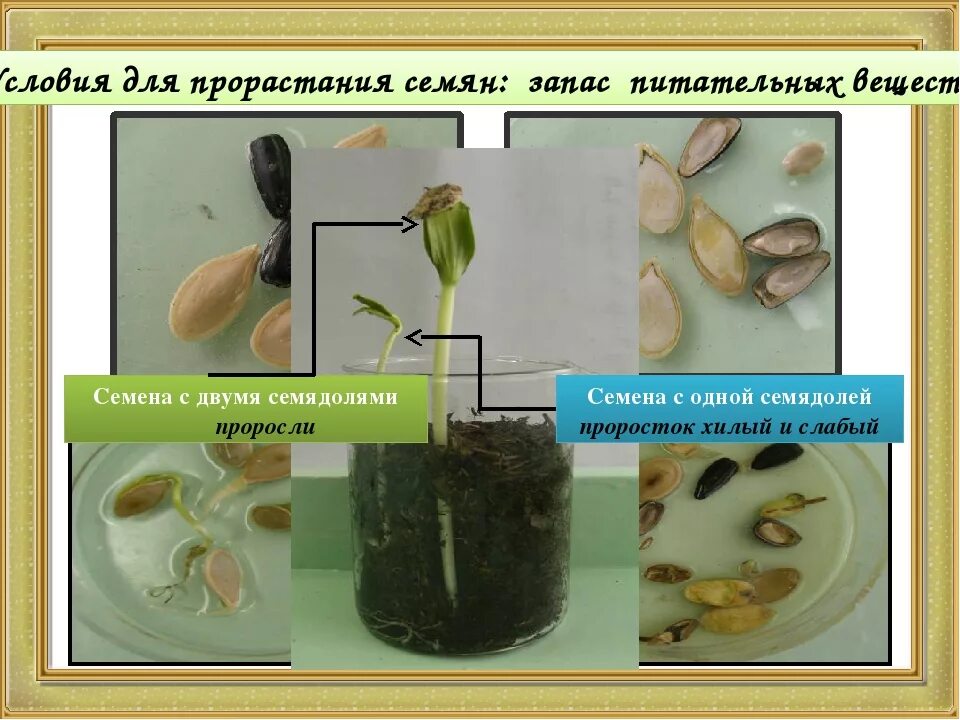 Проращивание семян фасоли биология 6. Опыт прорастание семян 6 класс биология. Схема прорастания семян 6 класс биология. Прорастание семян 6 класс биология таблица.