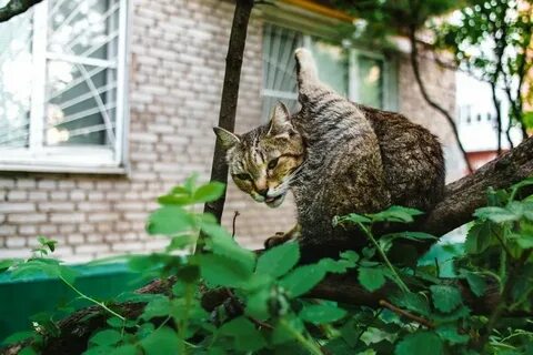 Выпускать кошку на улицу