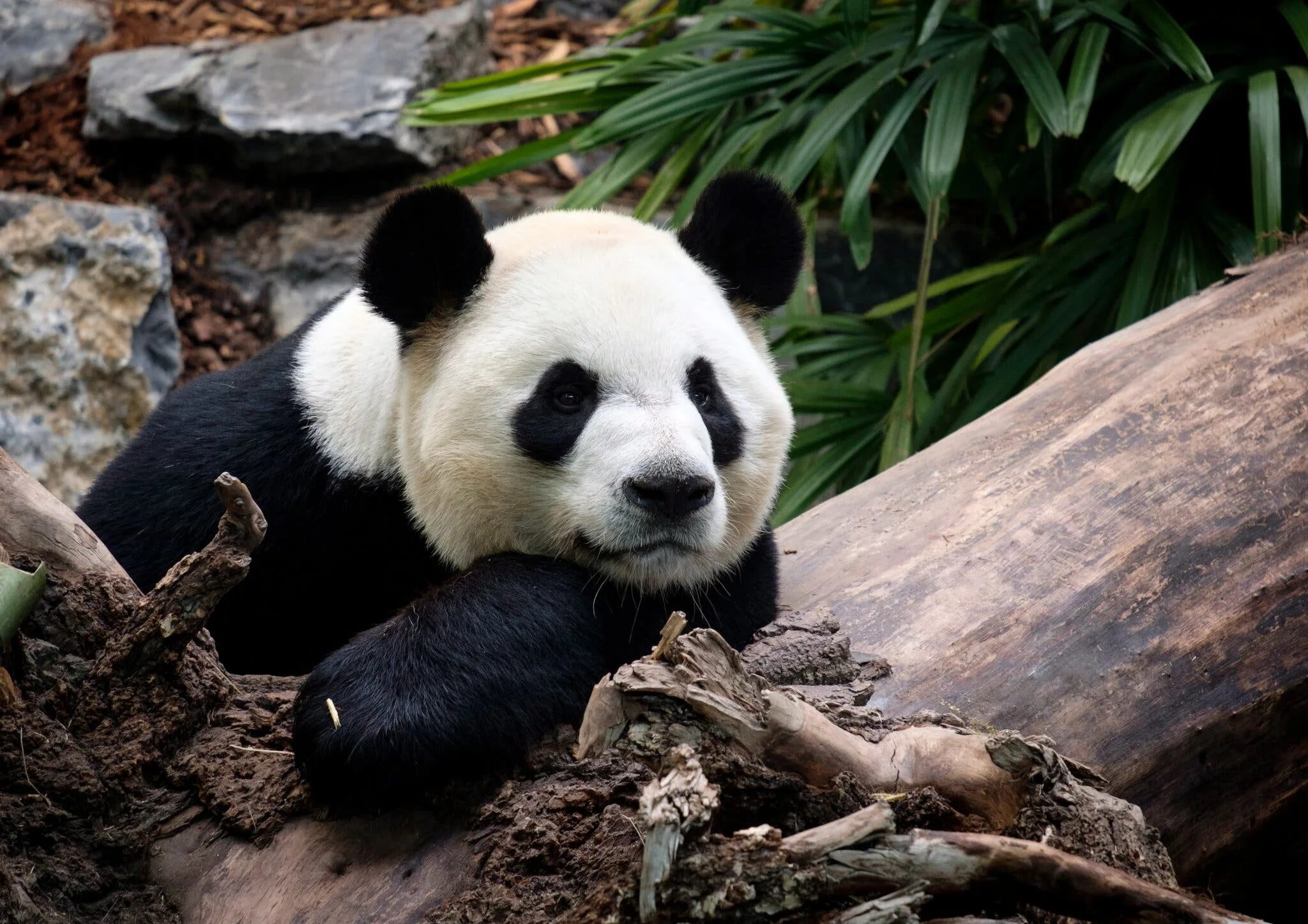 Большая Панда. Китай Панда бамбук. Гигантская Панда. Большая Панда фото. Панда живет в зоопарке