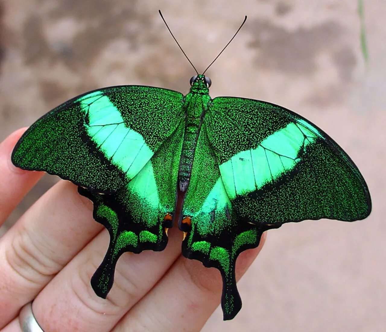 Желто зеленая бабочка. Парусник Палинур Papilio Palinurus. Изумрудный Палинур. Бабочка парусник Палинур зелёная. Papilio Palinurus бабочка.