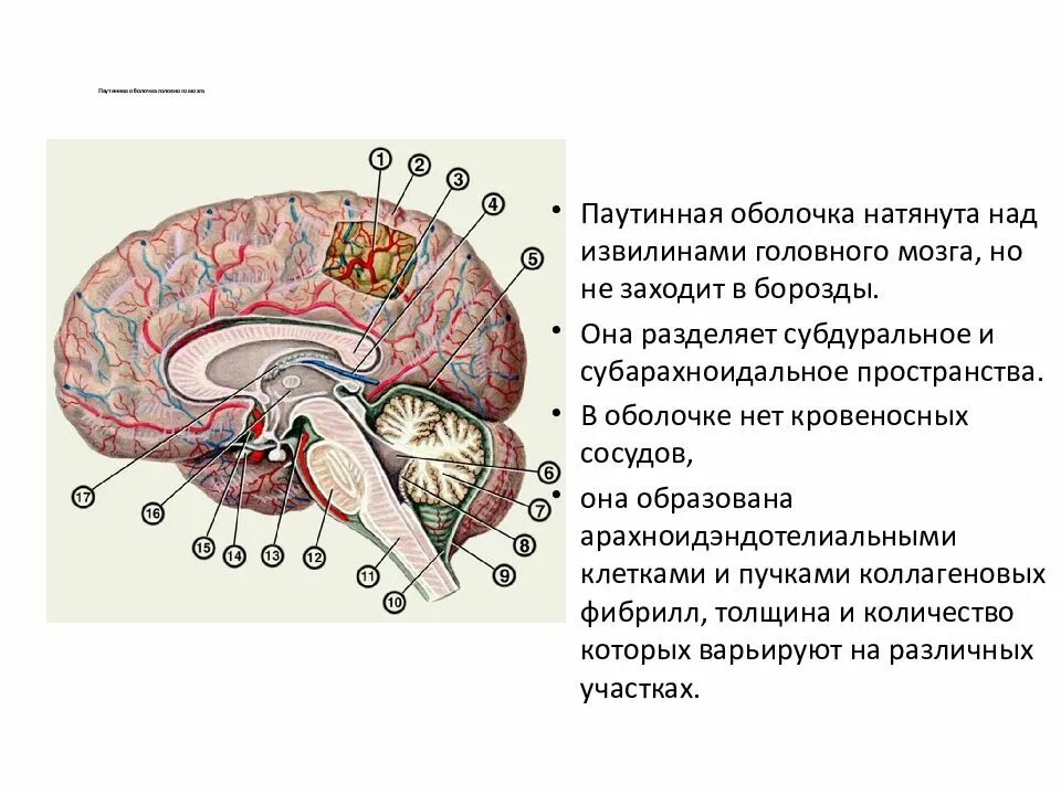 Внутренняя оболочка мозга. Паутинная оболочка головного мозга анатомия. Схематическое изображение строения оболочек головного мозга. Оболочки головного мозга эпидуральное. Пространство в оболочке головного мозга человека анатомия.