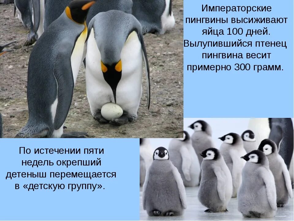 Рассказ про пингвина 1 класс. Факты о пингвинах. Интересное о пингвинах для детей. Факты о пингвинах необычные. Интересные факты перо пингивинов.