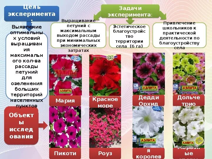 Название цветов рассады. Петуния кустовая крупноцветковая. Вегетативная петуния мелкоцветковая. Петуния кустовая цветение.