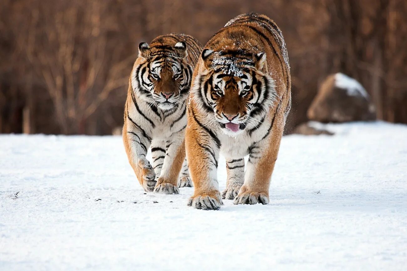 уссурийский тигр. амурский тигр и тигрица. два амурских тигра. нгандонский тигр. амурский тигр с тигрятами.
