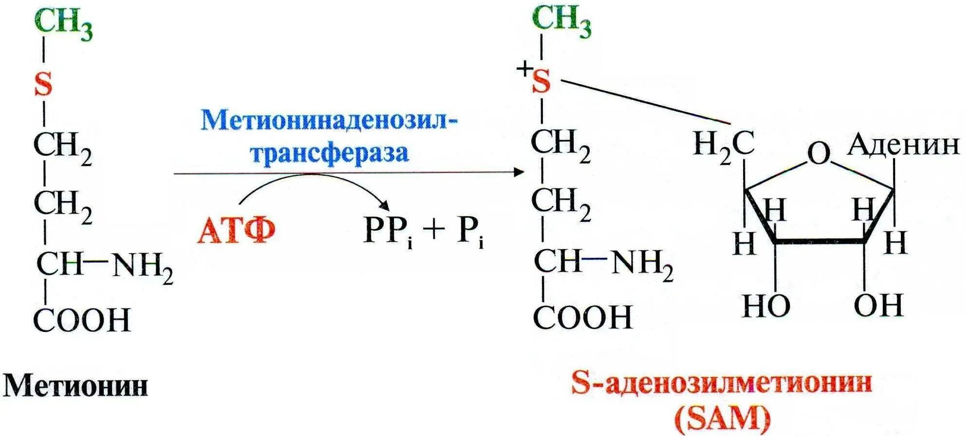 Реакция образования активной формы метионина. Роль метионина в реакциях трансметилирования. Синтез Sam из метионина. Метионин в s-аденозилметионин. Структура активного метионина