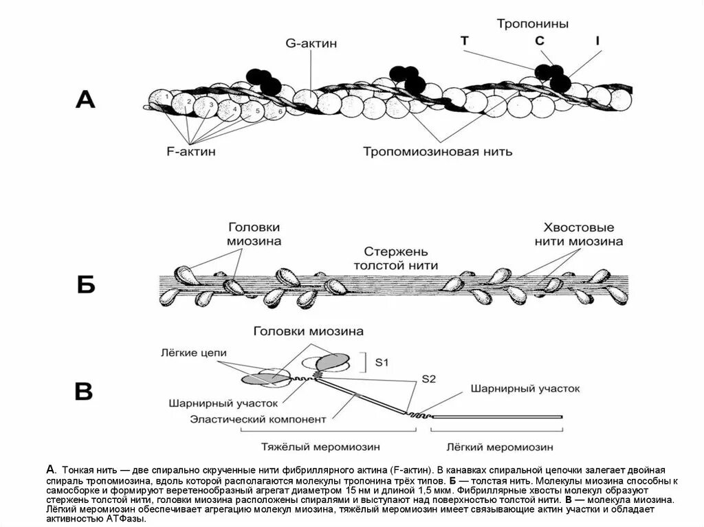 Нити актина. Актин миозин тропонин. Микрофиламенты миозина. Строение молекулы миозина. Нити актина и миозина.