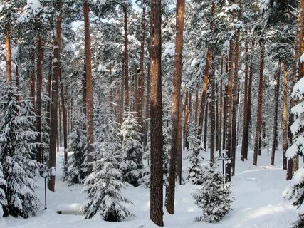Зимний лес какой