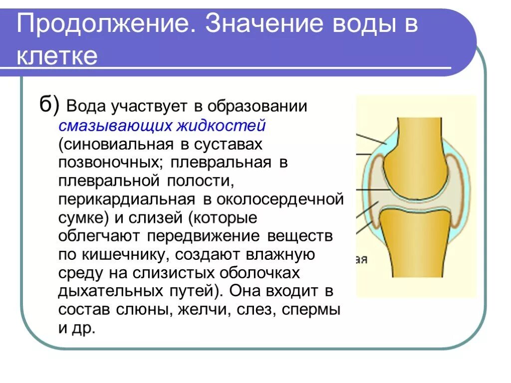 Содержит суставную жидкость. Синовиальная жидкость в суставах. синовиальная жидкость и суставная жидкость. синовиальная среда сустава. суставная жидкость функции.