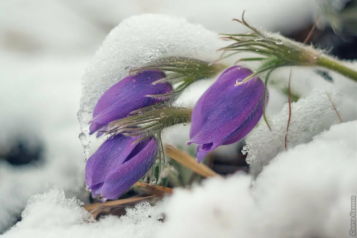 Весна приближается. Зима подснежники. Цветы в снегу. Проклюнулся из -под снега. Сиреневые цветы из под снега название.