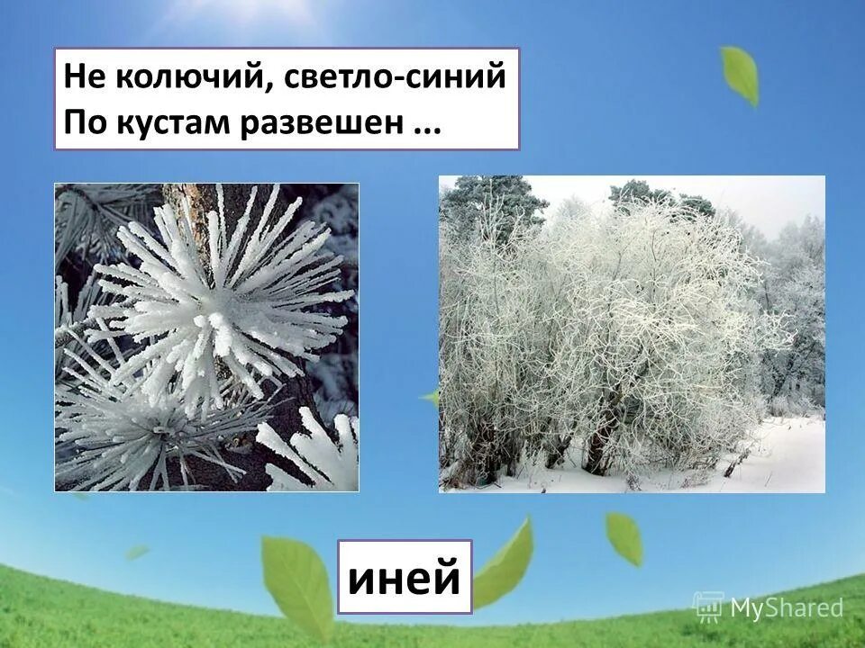 Развешан иней. Не колючий светло-синий по кустам. Загадка не колючий светло синий по кустам развешан. Не колючий светло-синий по кустам развешан иней. Не колючий светло-синий по кустам развешан ответ на загадку.