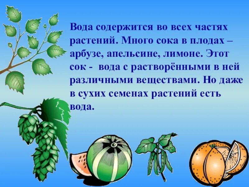 Много воды содержится в. Вода содержится во всех частях растений. Загадки про Арбуз для 2 класса. Сколько воды содержится в арбузе. Сколько жидкости содержится в и растении.