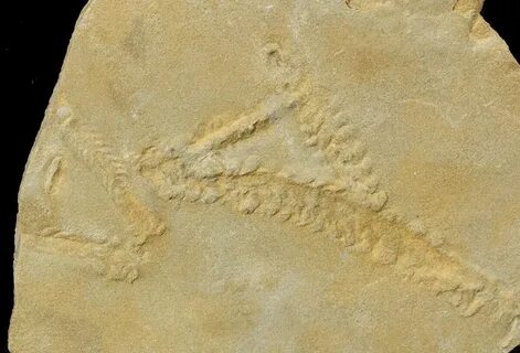 Burning fossil