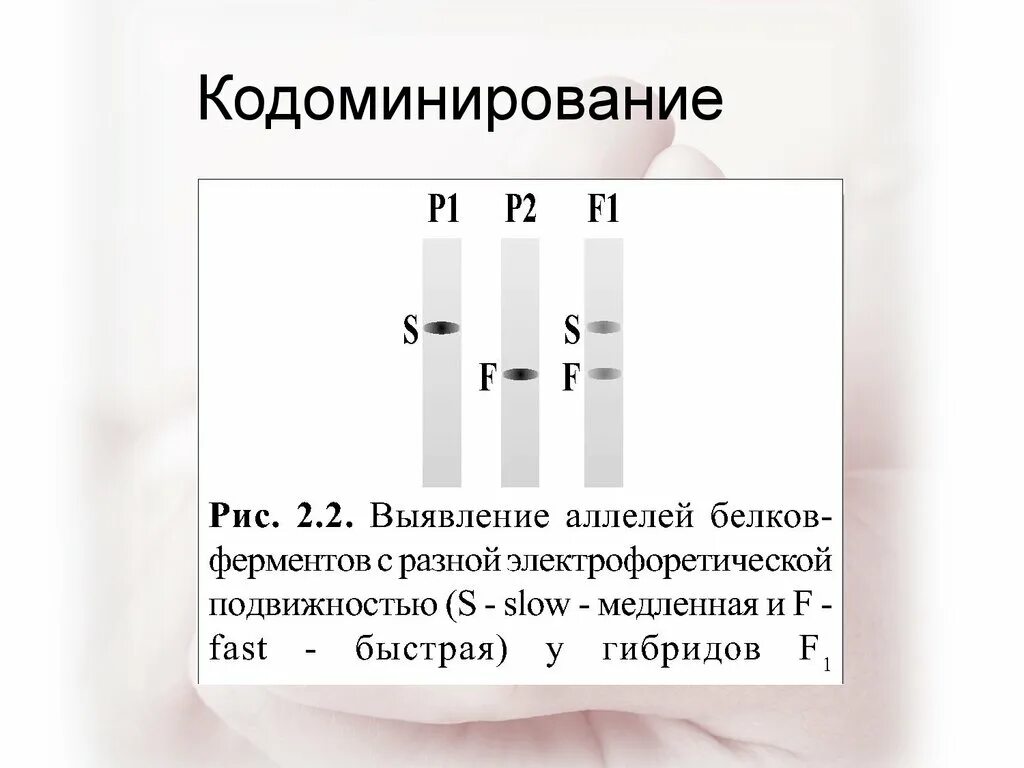 Кодоминирование. Аллельные гены кодоминирование. Кодоминирование примеры. Множественный аллелизм и кодоминирование.