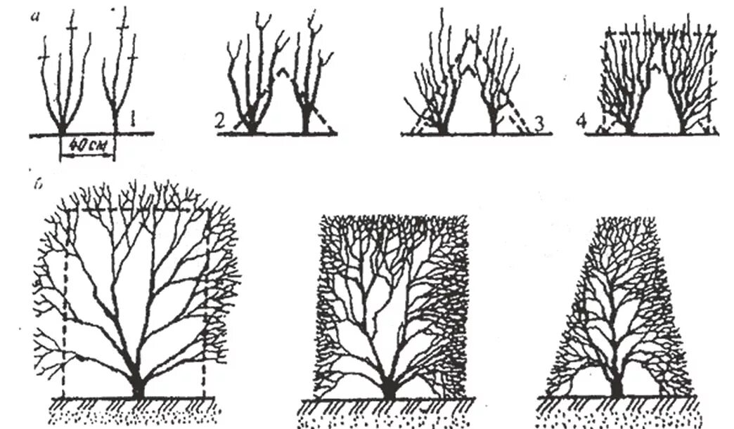 Территория посаженными человеком плодовыми деревьями кустарниками это. Обрезка живой изгороди схема. Формировка туи. Туя Брабант формирование кроны. Спирея серая формовка.