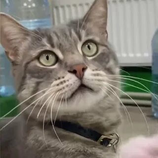 Уволили кота сергея