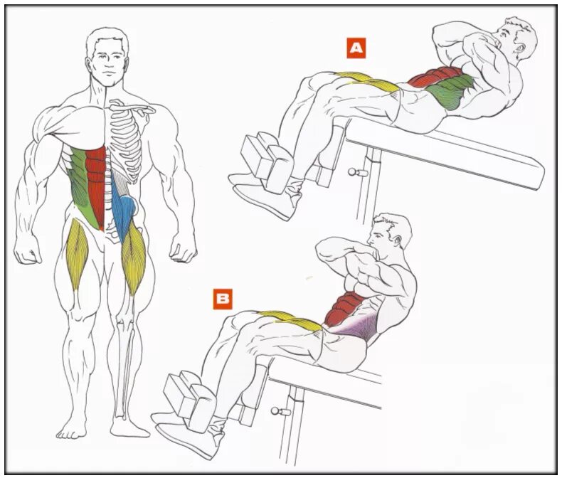 Скручивания на наклонной скамье техника. Пресс на наклонной скамье техника. Упражнения для мышц пресса. Упражнения для накачки пресса. Правильный пресс для мужчин