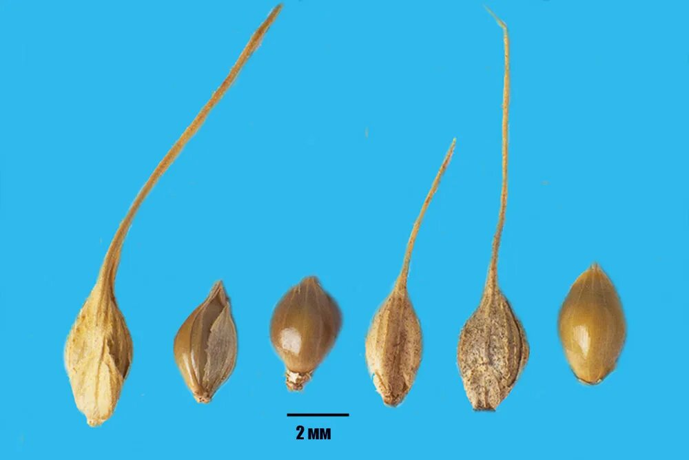 File:Echinochloa crusgalli (3874036471).jpg Wikimedia Commons