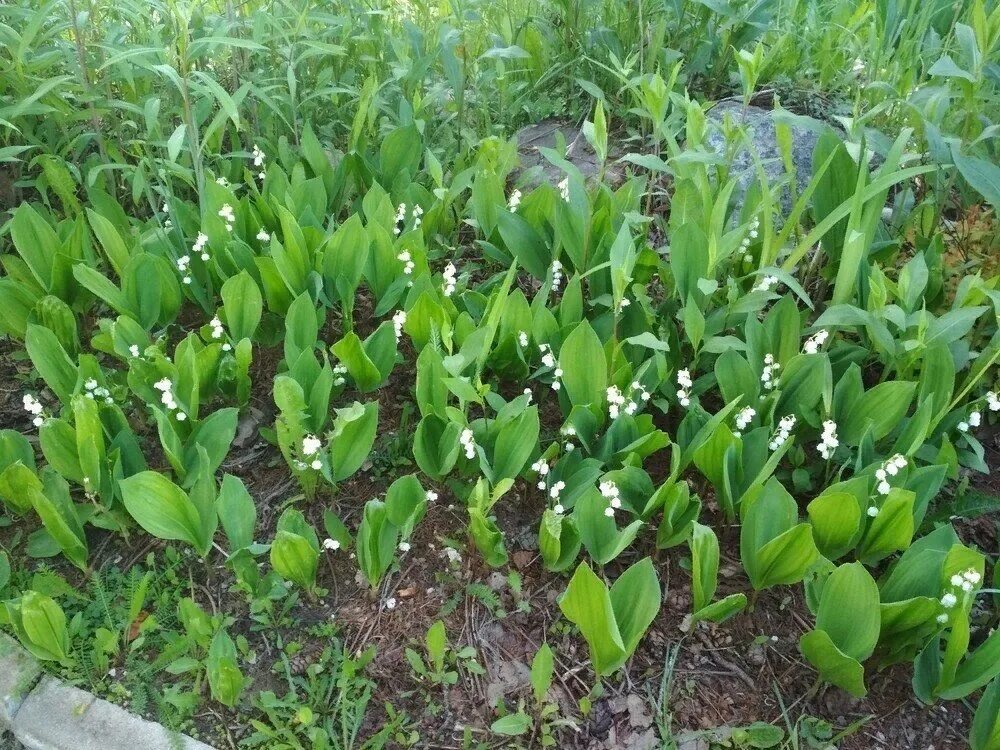 Ландыш в ландшафтном дизайне фото Image result for lily of the valley photography Garden containers, Container gar