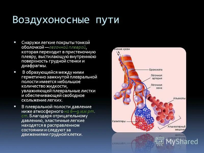 Воздухоносную функцию выполняет