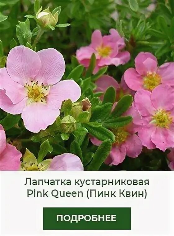 Лапчатка пинк квин фото и описание кустарника Лапчатка кустарниковая Пинк Бьюти Торговый комплекс 'Балтия'