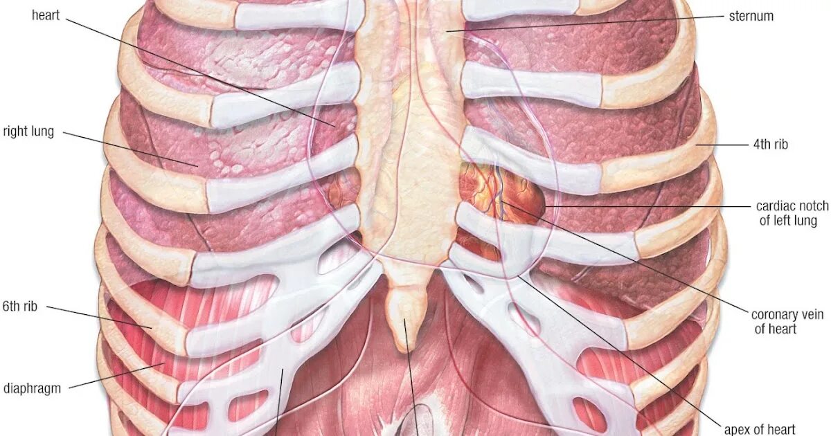Анатомия грудной клетки человека с органами. Анатомия человека грудная клетка ребра. Грудная клетка ребра и легкие. Местоположение легких