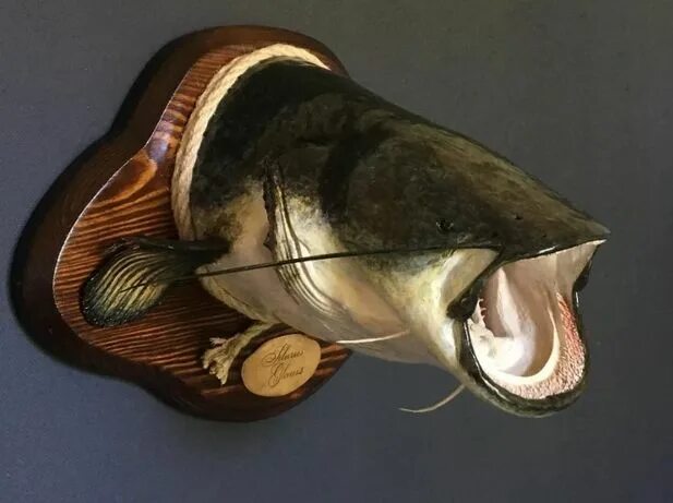 Морской сомик. Сом улыбается. Голова сомика. Сом рыба. Африканский сом.