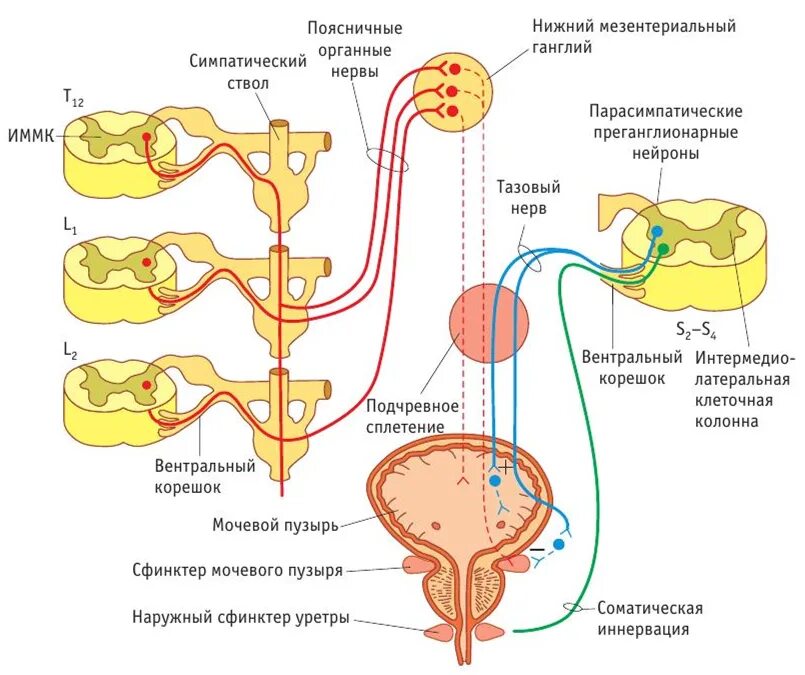 Парасимпатическая нервная система мочевого пузыря. Иннервация мочевого пузыря неврология. Парасимпатическая иннервация мочевого пузыря. Вегетативная иннервация мочевого пузыря. Раскройте механизмы регуляции мочеиспускания
